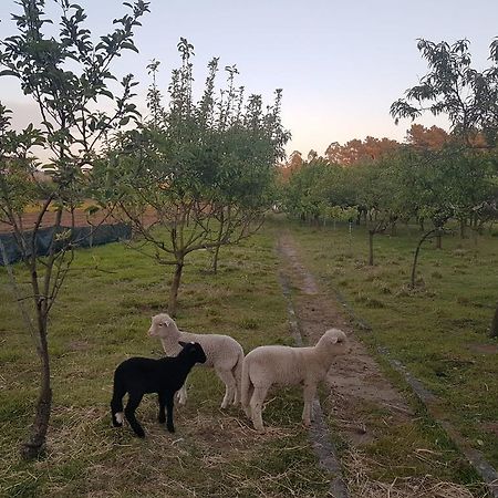 Quinta Da Lage Villa Барселос Екстериор снимка