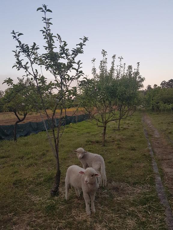 Quinta Da Lage Villa Барселос Екстериор снимка