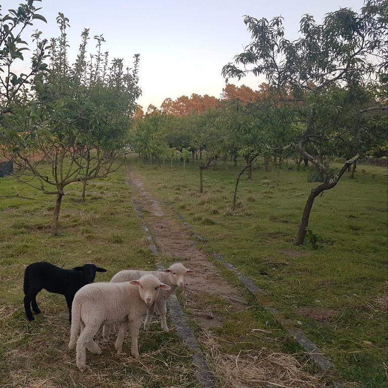 Quinta Da Lage Villa Барселос Екстериор снимка