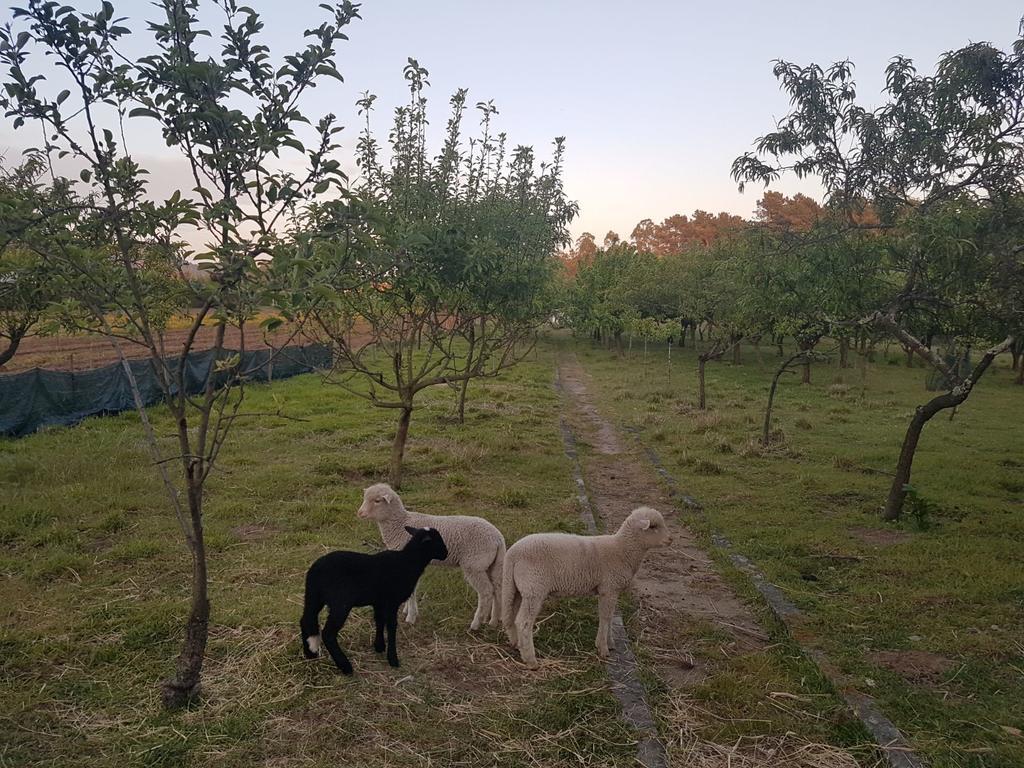 Quinta Da Lage Villa Барселос Екстериор снимка